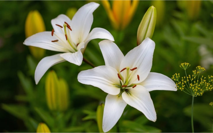 Rollo Plus Trading Lilies
