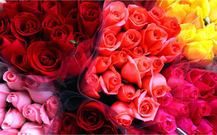 Rollo Plus Trading Roses